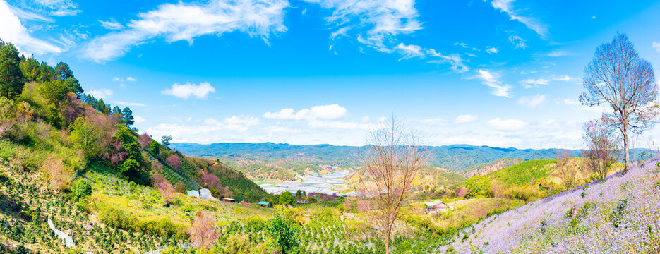 Dalat cherry blossoms at Mong Dao Nguyen, Da Lat city. Mai Anh Dao is Vietnamese name of a one-of-a-kind flower in Da Lat which blooms in the first months of the year to welcome spring.