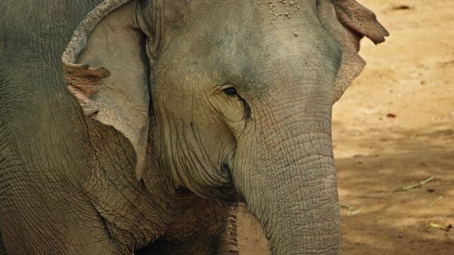 Close-up portrait of Asian elephant head showing textured skin and ear patterns in natural wildlife sanctuary with warm earthy background