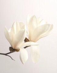 Magnolie in Elfenbein