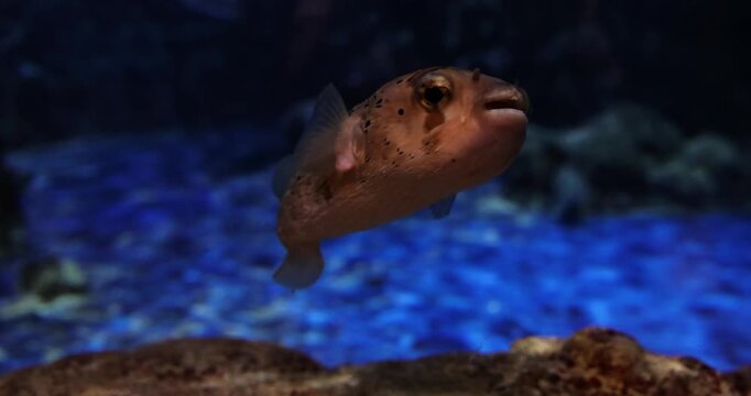 Porcupine pufferfish swimming in deep blue aquarium water. marine life, underwater world, exotic fish, aquatic nature, tropical sea, ocean wildlife, aquarium display, puffer fish.