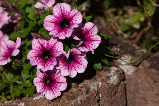 Petunie pink violett  - Petunia 'Famous Violet Dark Eye', Sorte Petunia Capella Mulberry