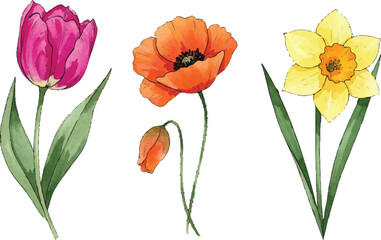 Fototapeta premium Vibrant flowers including tulip poppy and daffodil blooming in garden scene viewed from above