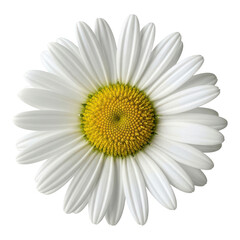 Fototapeta premium Beautiful white daisy flower isolated on transparent background with yellow center