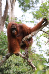 A wild orangutan resting peacefully in a lush tropical rainforest, showcasing the beauty and biodiversity of Indonesia's natural habitat © AgusTri