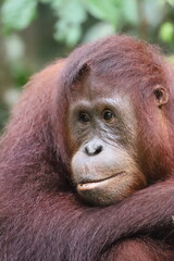 A wild orangutan resting peacefully in a lush tropical rainforest, showcasing the beauty and biodiversity of Indonesia's natural habitat © AgusTri