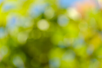 Fototapeta premium 新緑の光が溢れる抽象的な緑と黄色のボケ味の背景素材