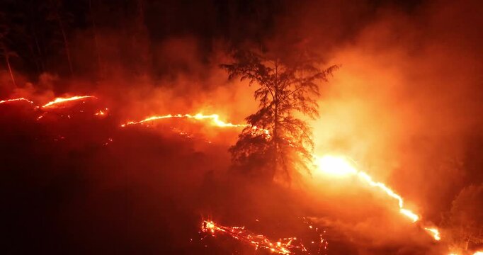 Intense wildfire devouring a hillside forest trees at night, bright orange flames and thick smoke casting apocalyptic glow over charred trees, illustrating environmental devastation and climate crisis