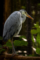 Fototapeta premium A solitary grey heron standing on the branch and looking at the water