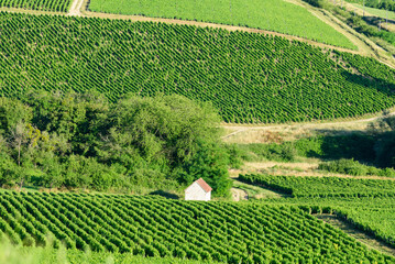 Naklejka premium A small white house sits nestled among dense green vineyards and patches of woodland on rolling hills in Pouilly sur Loire. The sunlit landscape features vibrant textures and a peaceful rural mood.