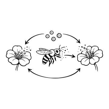 Pollination process diagram in black and white