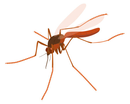 Vector Illustration of Culex Mosquito with Transparent Background
