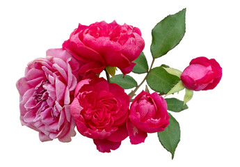 A delicate cluster of blooming pink roses. Pink Rose flowers isolated for love wedding and valentines day. Three pastel pink rose flowers and buds isolated transparent png