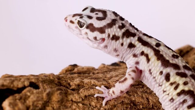 Close Up of a Spotted Leopard Gecko Resting on Tree Bark
