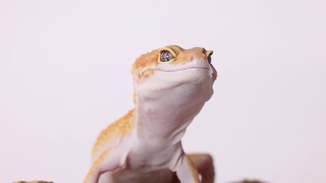 Orange Leopard Gecko Looking Up Against a White Background