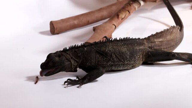 Black Hydrosaurus Sailfin Dragon Lizard Crawling on White Studio Background