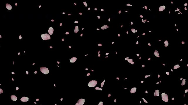 Falling Cherry Blossom Petals with Alpha Channel　舞い落ちる桜の花びら動画素材（アルファチャンネル付き）