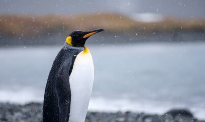 Fototapeta premium King Penguin in the open abyss of antarctica