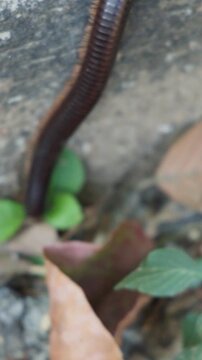 Macro Shot of a Dark Brown Millipede Crawling on Concrete Surface