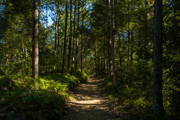 Fototapeta premium A dirt path meanders through tall cedar trees and lush green ferns in the Kumano Kodo forest, illuminated by golden sunlight and deep shadows for a tranquil, natural vibe.