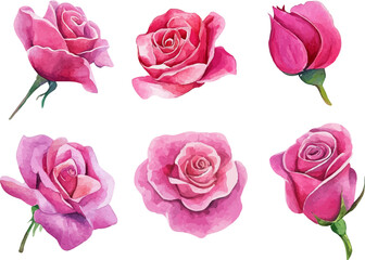 Fototapeta premium set of pink roses vector