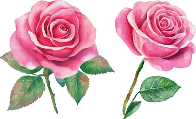 Naklejka premium pink rose isolated on white