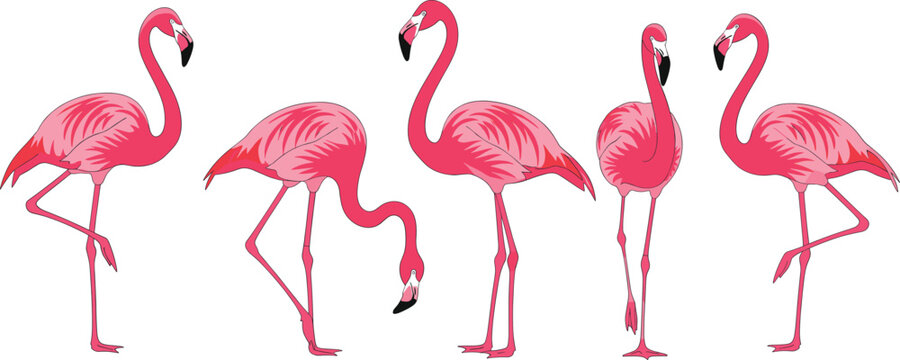 Flamingo bird character set. Pink flamingos in different standing and bending poses. Flat vector illustration for wildlife design, tropical themes, decoration, and branding.