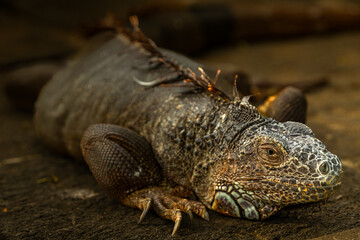 Obraz premium Close-up of a green iguana basking on a rocky surface in natural sunlight, showcasing its textured skin