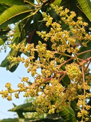 Close-up of yellow mango tree blossoms (inflorescence) blooming on a branch with green leaves against a blue sky background.