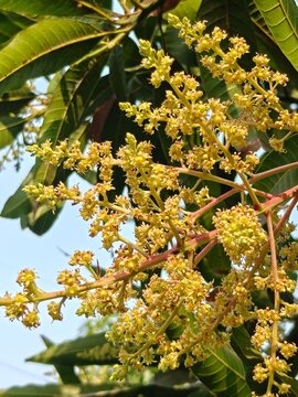 Close-up of yellow mango tree blossoms (inflorescence) blooming on a branch with green leaves against a blue sky background.
