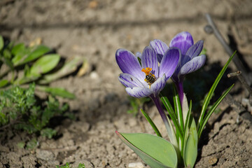 A bee diligently gathers pollen from a vibrant purple and white crocus flower in spring.