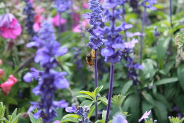 Fototapeta premium Bee on A Flower