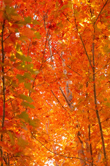 Autumn Leaves in North Dakota
