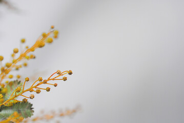 みもざ　ミモザ　アカシア　花　春　季節　自然　アップ