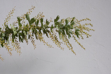 みもざ　ミモザ　アカシア　花　春　季節　自然