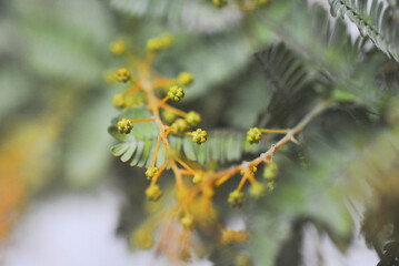 みもざ　ミモザ　アカシア　花　春　季節　自然　アップ