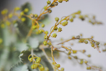 みもざ　ミモザ　アカシア　花　春　季節　自然　アップ