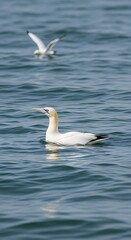 Gannet on Sea.