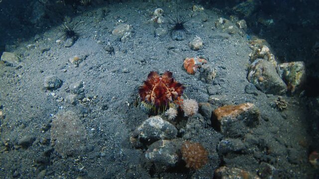Night muck diving in Indonesia. Sea floor with rocks, corals and night creatures. Muck diving on Alor island in Indonesia