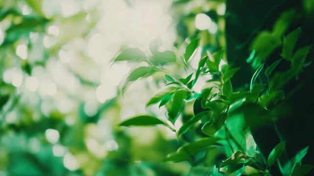 Fresh green leaves on a plant branch catch soft morning sunlight, creating a blurred bokeh background showing natural serenity and peaceful natural environment