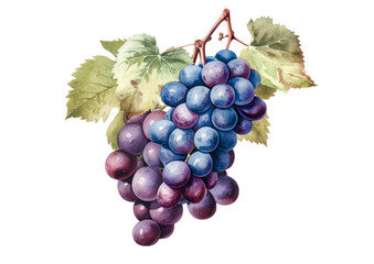 Fototapeta premium bunch of red grapes isolated