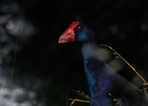 Close of portrait of an Australasian swamphen bird walking in water