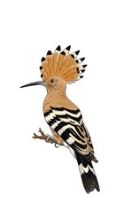 Hoopoe Bird Illustration.