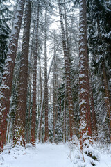 Fototapeta premium panoramic view of larch, pine and other trees covered with a thick layer of white snow, Lindulovskaya grove, Leningrad Oblast, Russia