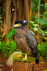 Crested Serpent Eagle