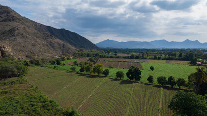 Aerial drone panoramic natural landscapes of Lambayeque, Peru, featuring forests, agricultural fields, and rural scenery near main cities and villages, ideal for tourism, marketing and graphic design