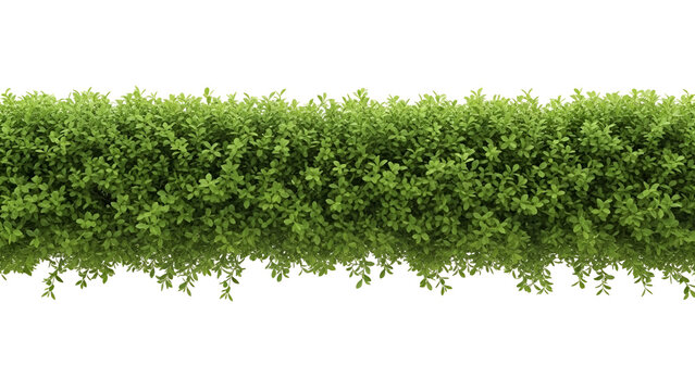 Green leafy bush border isolated on transparent background