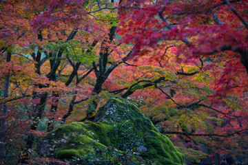 Hogonin Temple in Kyoto, Japan in late autumn