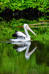 Australian Pelican swimming in water
