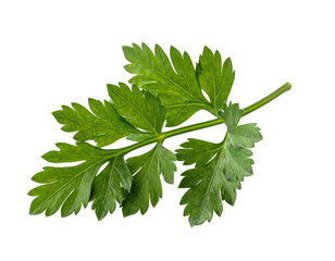 A vibrant green leaf stem with intricately detailed segments on a black background