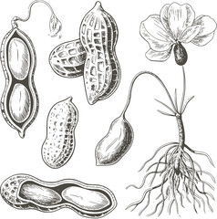 Black and botanical of peanuts and plant parts roots